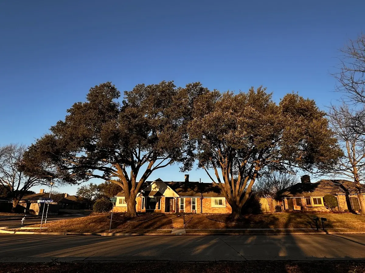 Established residential canopy tree shading a home in Linden